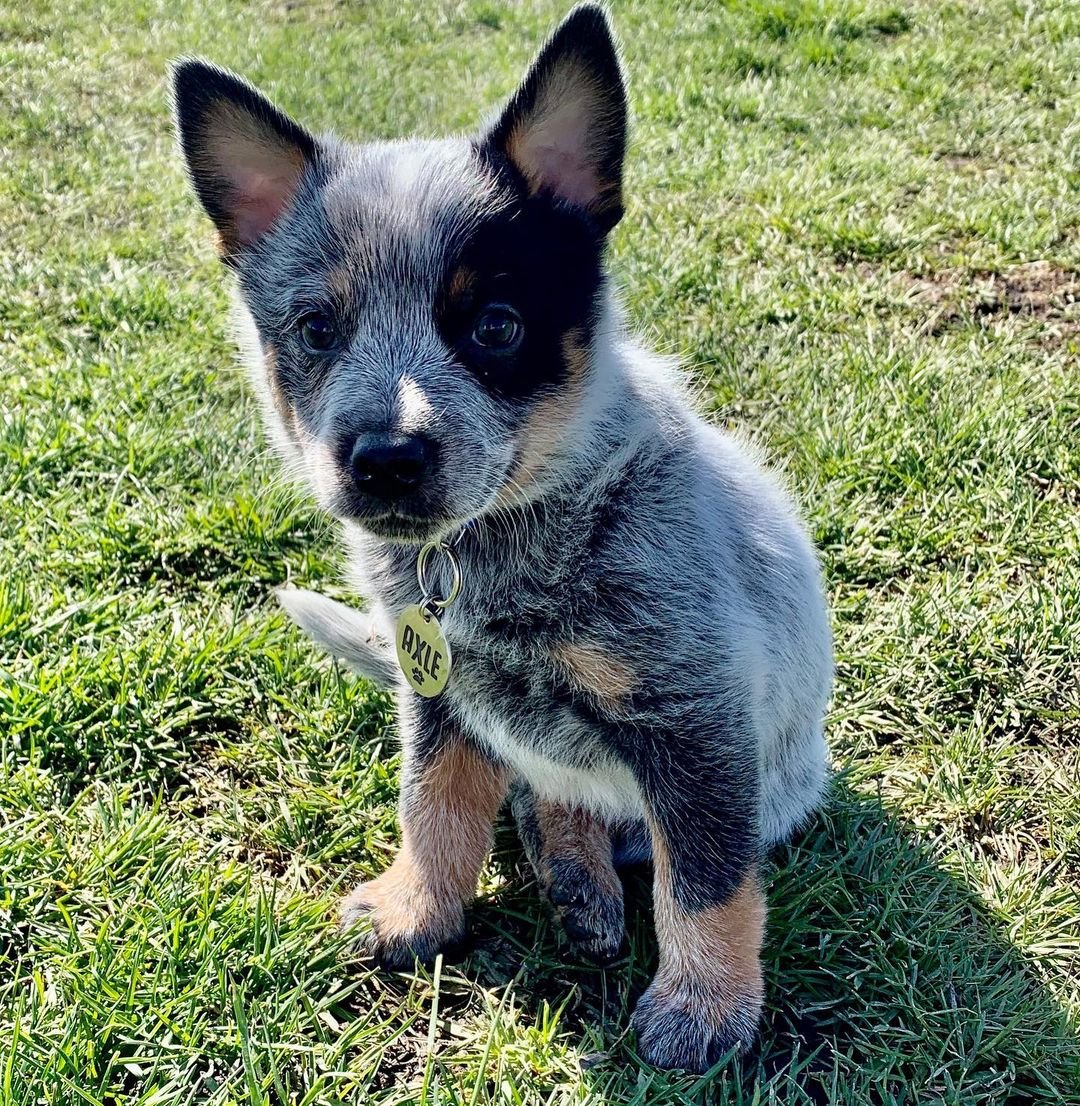 Available Puppies – New Dawn Blue Heelers