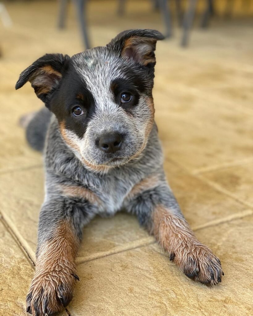 Available Puppies – New Dawn Blue Heelers